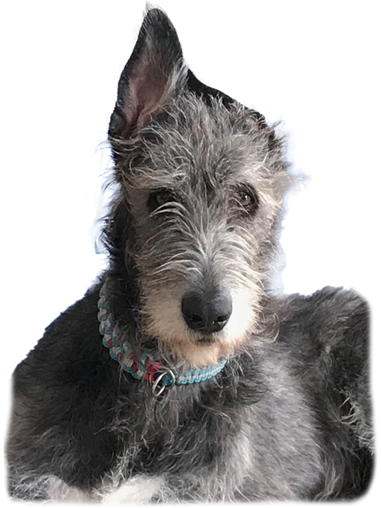 ernährungsberatung für hunde, individuelle ernährungspläne für hunde und welpenbetreuung, emotionstraining